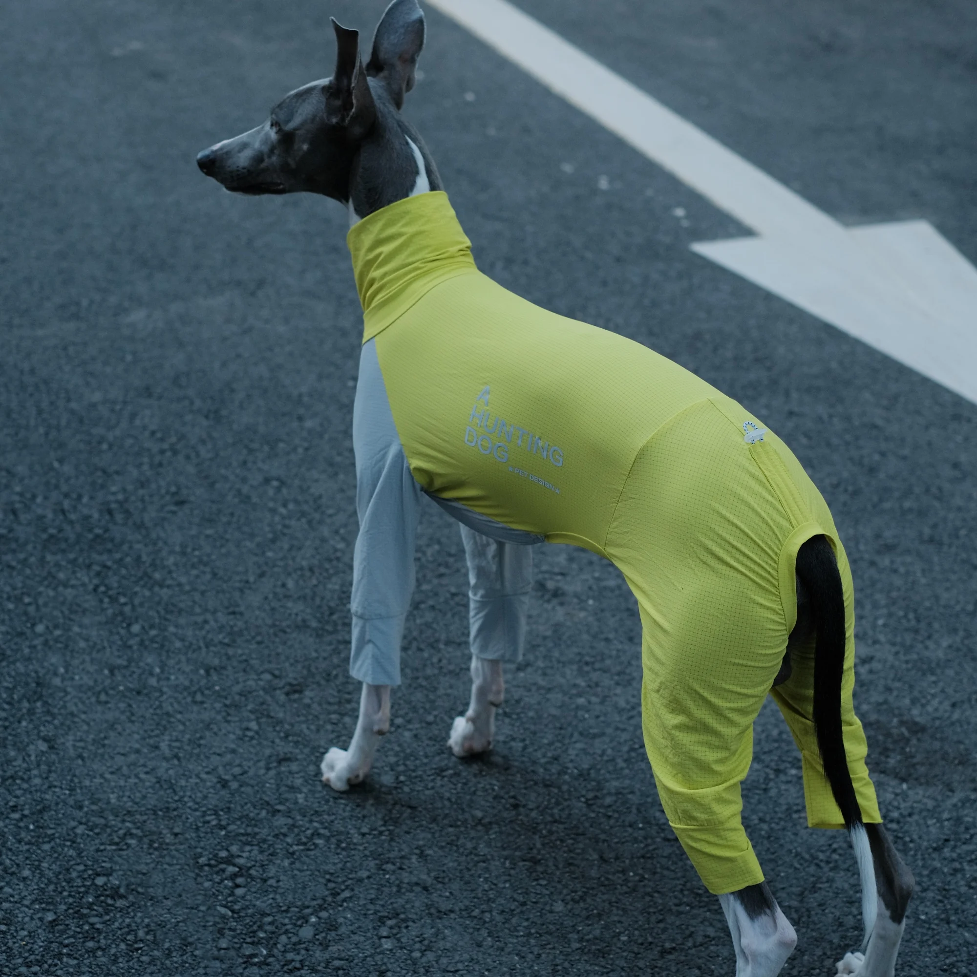 Camiseta de verano 4 patas amarillo gris para whippet Ropa para perros medianos en primavera Resistencia a los insectos al aire libre Secado rápido Ligero Abrigo transpirable para galgo italiano