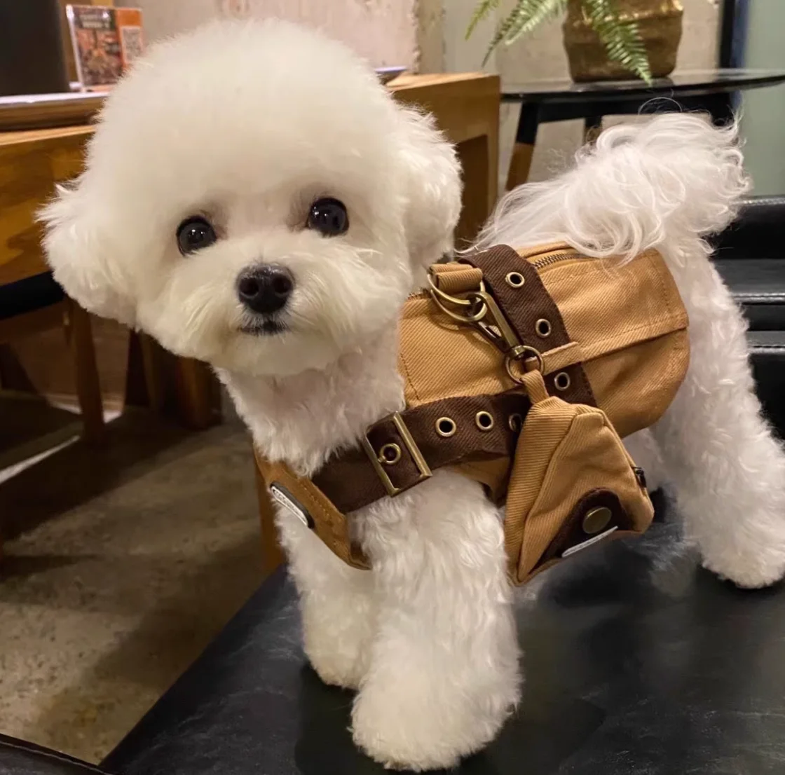 Conjunto arnés y pantalones perro mini caballero británico con bolso