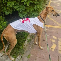 Chaleco refrescante para perros – Ropa de verano cómoda y liviana