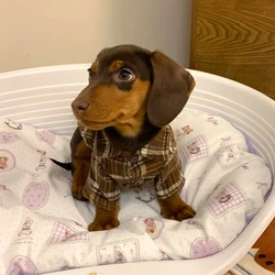 Camisa a cuadros para perro salchicha – Ropa de descanso marrón primavera