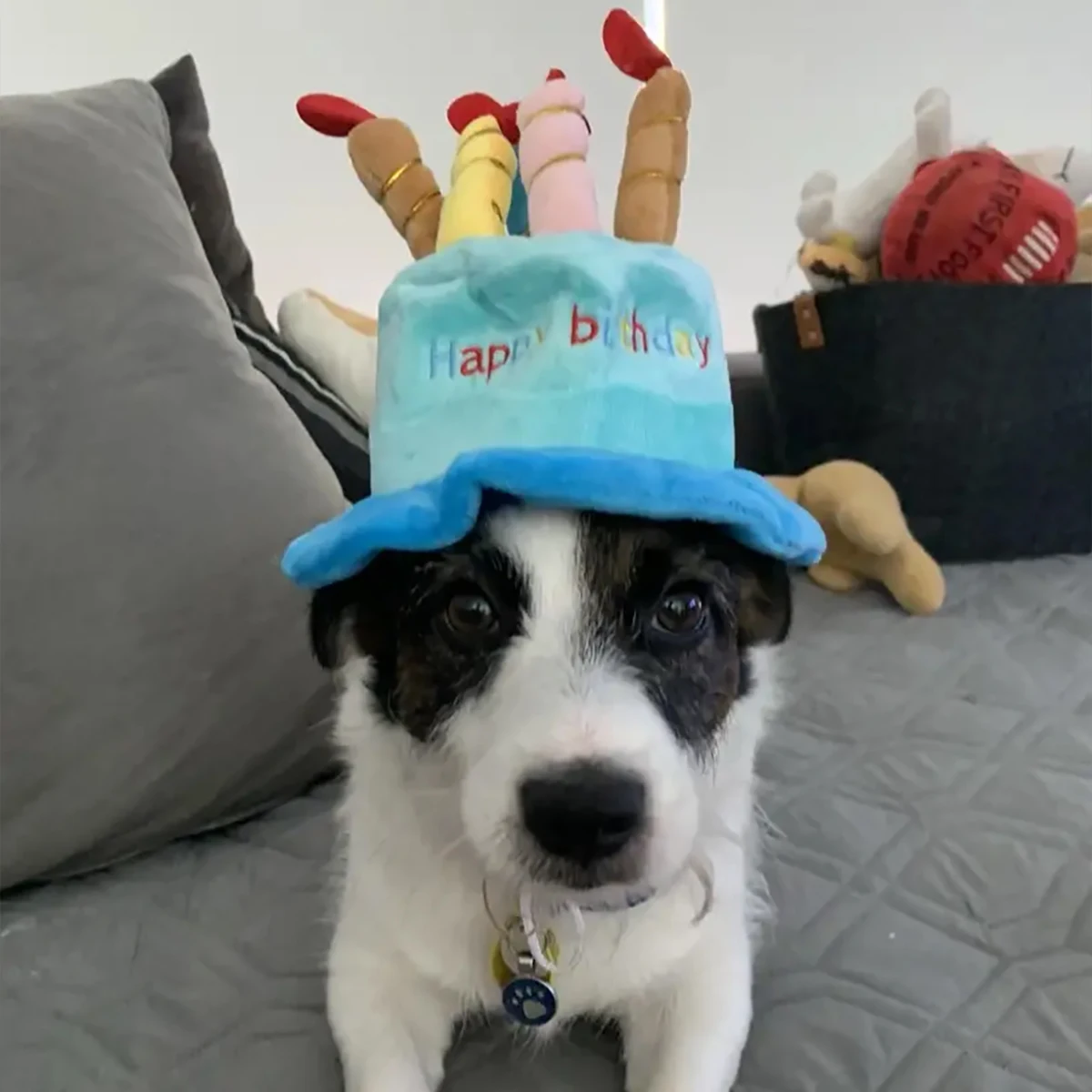 Sombrero de cumpleaños para mascotas, sombrero ajustable con velas de colores, disfraz de fiesta de cumpleaños para perros - imagen 5