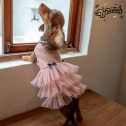 Vestido rosa encaje algodón falda morada para Dachshund primavera