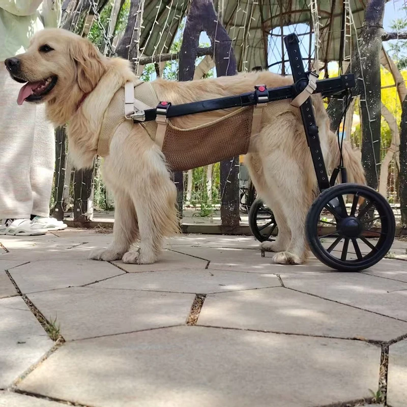 Perro usando la silla de ruedas durante un paseo