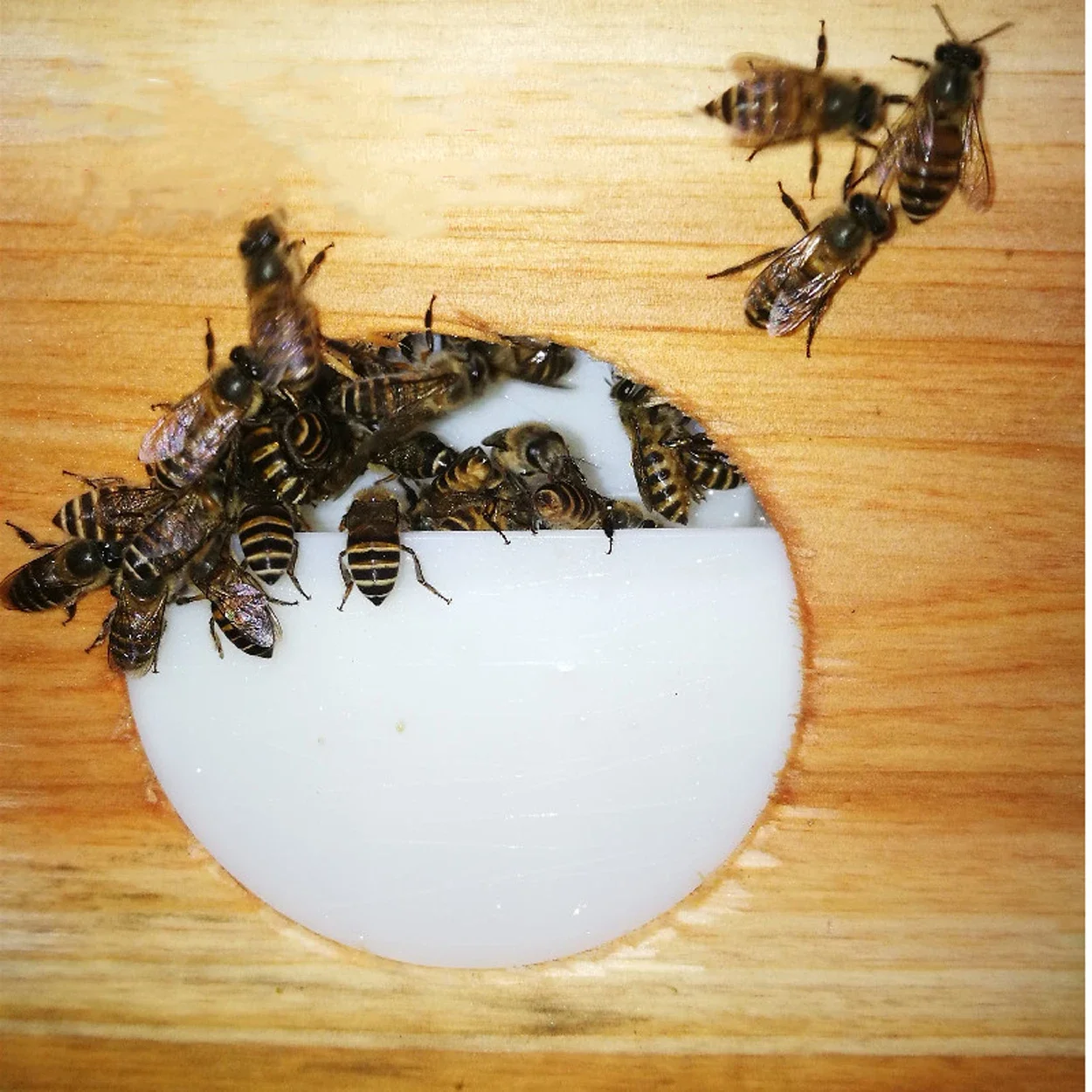 Alimentador automático de colmena de abejas, herramienta de Apicultura sin apertura, alimentador interno de agua, alimentación de azúcar, 1 unidad - imagen 5