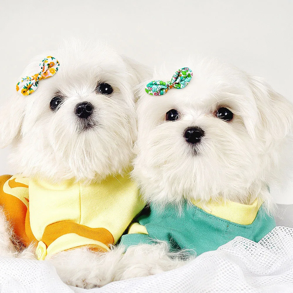 Wholease-lazos para el pelo de mascotas, accesorios para el cabello de perros pequeños y gatos, 100 unidades - imagen 5