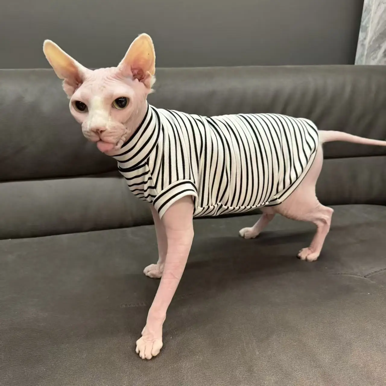 Camiseta de algodón con tiras de primavera para pijama negro de manga corta Sphynx Cat en otoño chaleco rojo suave para Devon Rex para Devon Rex - imagen 3