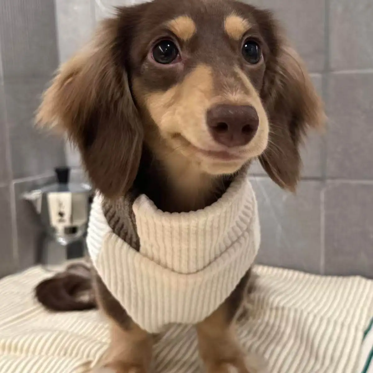 Suéter cuello alto para perro salchicha - Jersey cálido para perro pequeño - imagen 4