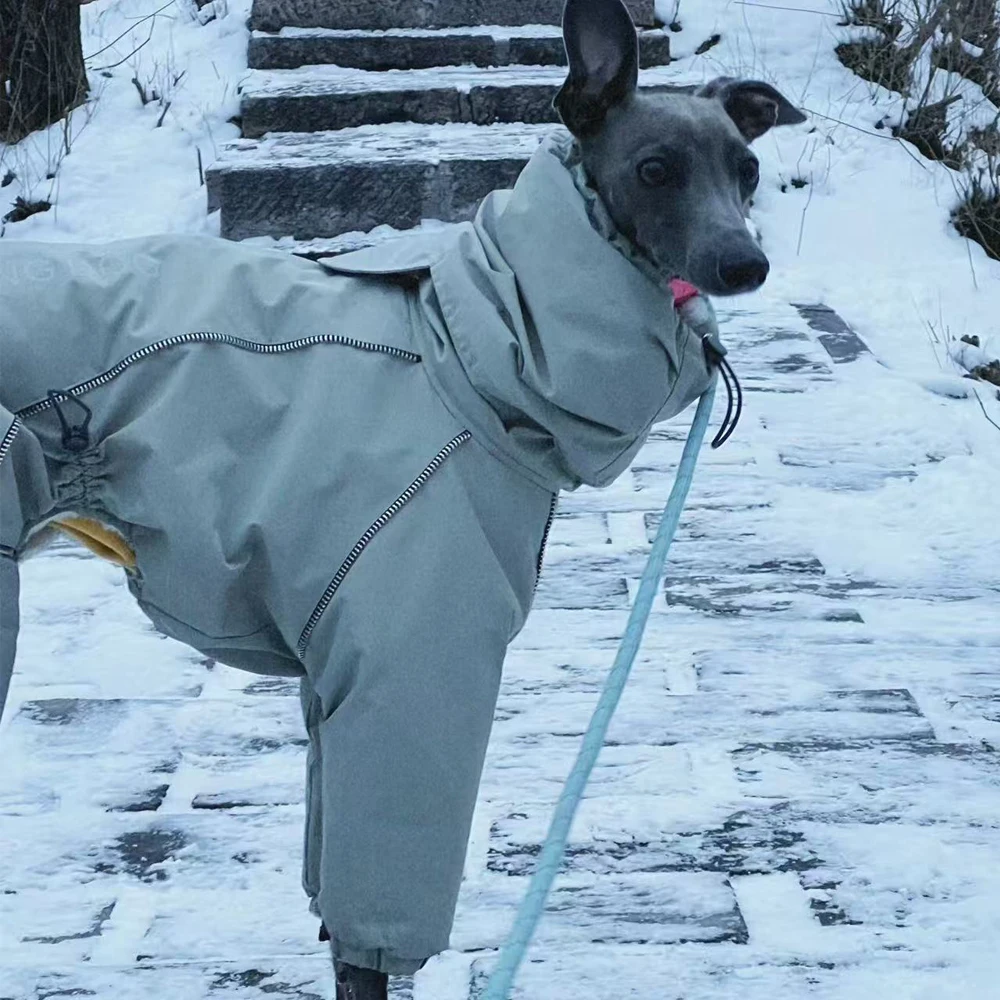 Abrigo reflectante para Whippets y perros pequeños – Cálido e impermeable - imagen 2