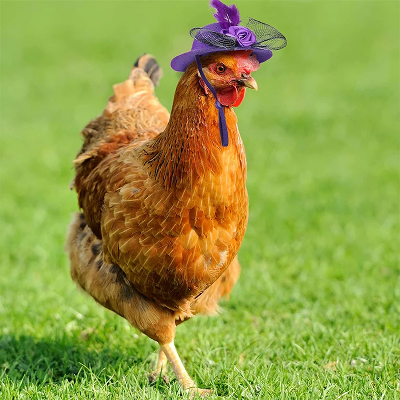 Sombrero de pollo para gallinas y mascotas pequeñas, accesorios divertidos de pollo, sombrero de copa de plumas, gallo, pato, loro, hámster, aves de corral, disfraz de espectáculo elegante - imagen 2
