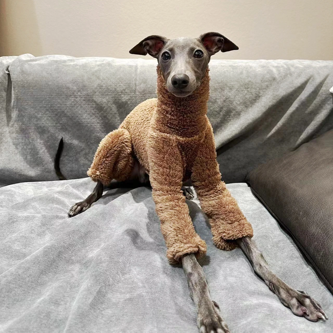 Monos de invierno para perros, ropa suave para cachorros, cuello alto, ropa cálida para galgo italiano, Whippet/mexicano sin pelo/Maltese - imagen 2