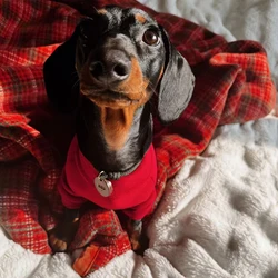Jersey de punto para Dachshund mini – Abrigo cálido de invierno