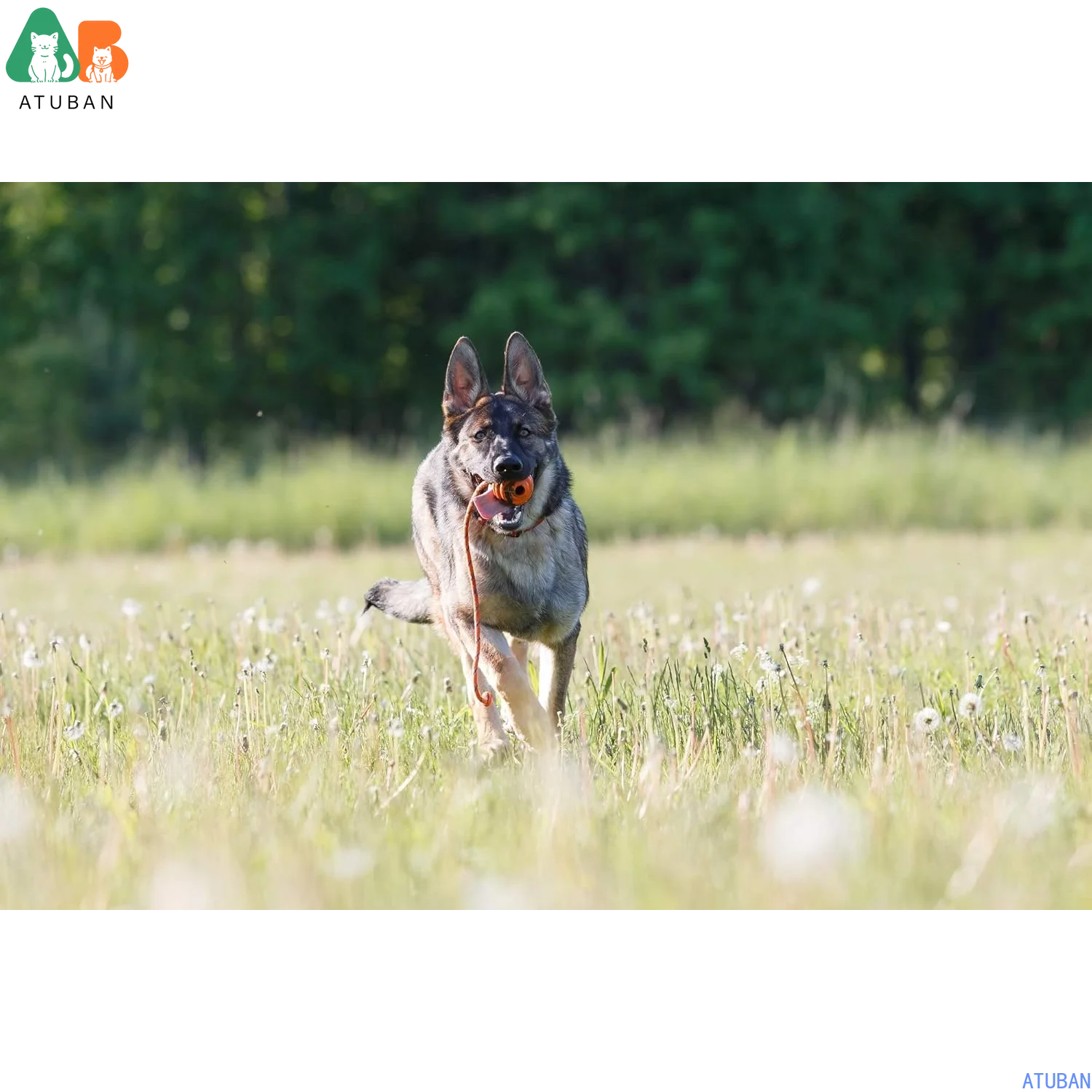 ATUBAN Bola de caucho natural duradera en una cuerda: entrenamiento perfecto para perros, juguete para perros de tamaño mediano para buscar, atrapar, lanzar y remolques de guerra