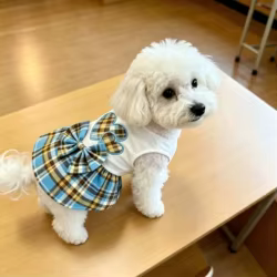 Vestido chaleco para perro blanco cuadros azules con lazo y corazones