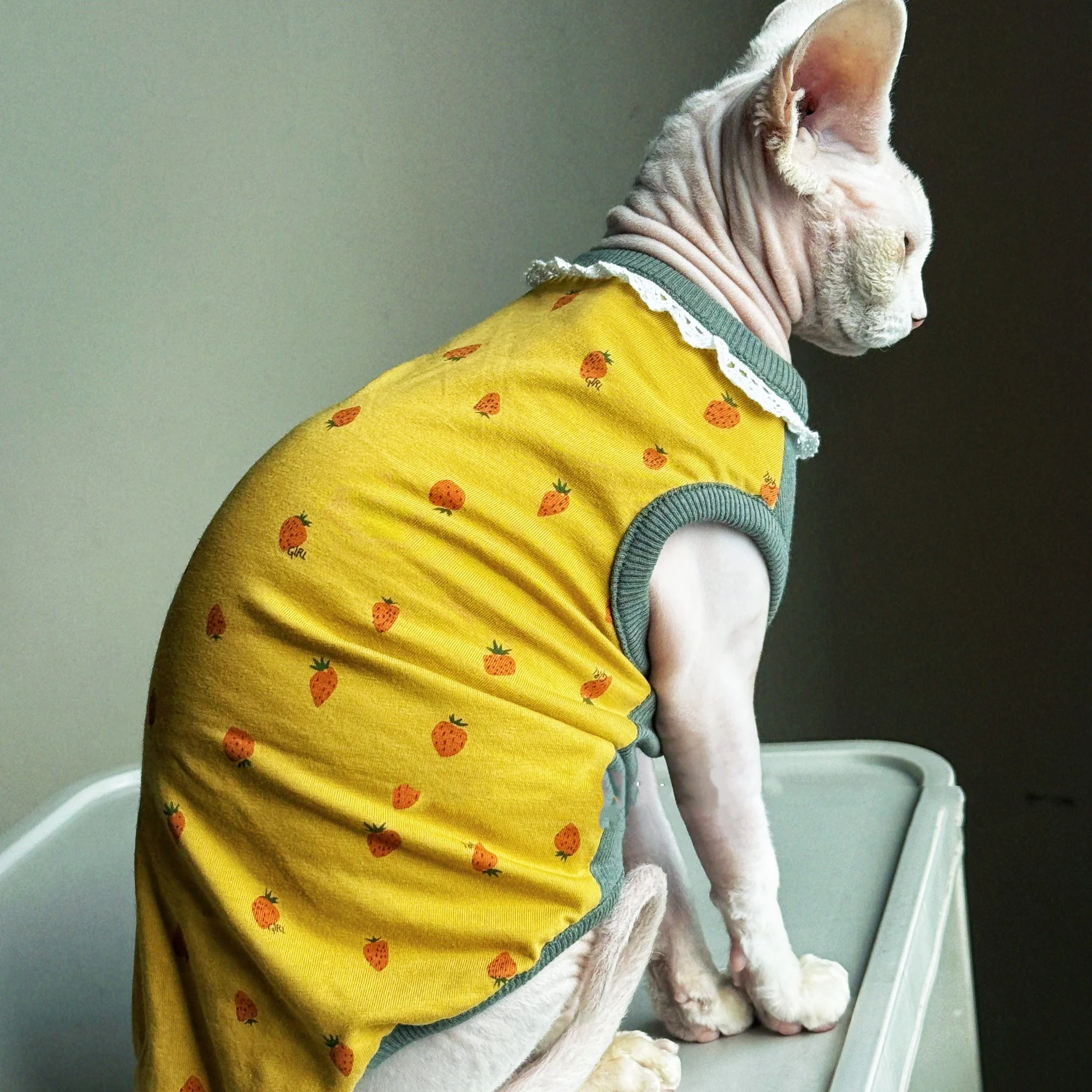 Chaleco primavera de algodón con encaje para gatos Sphynx y Devon Rex - imagen 3