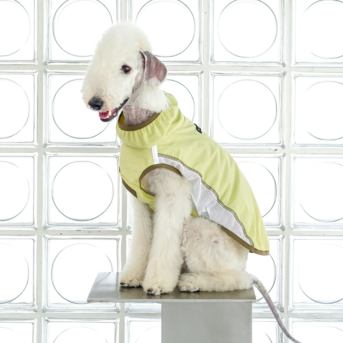 Chaleco protector solar transpirable de verano azul UPF50 + para perros, camiseta enfriadora de malla verde claro para galgo italiano en primavera