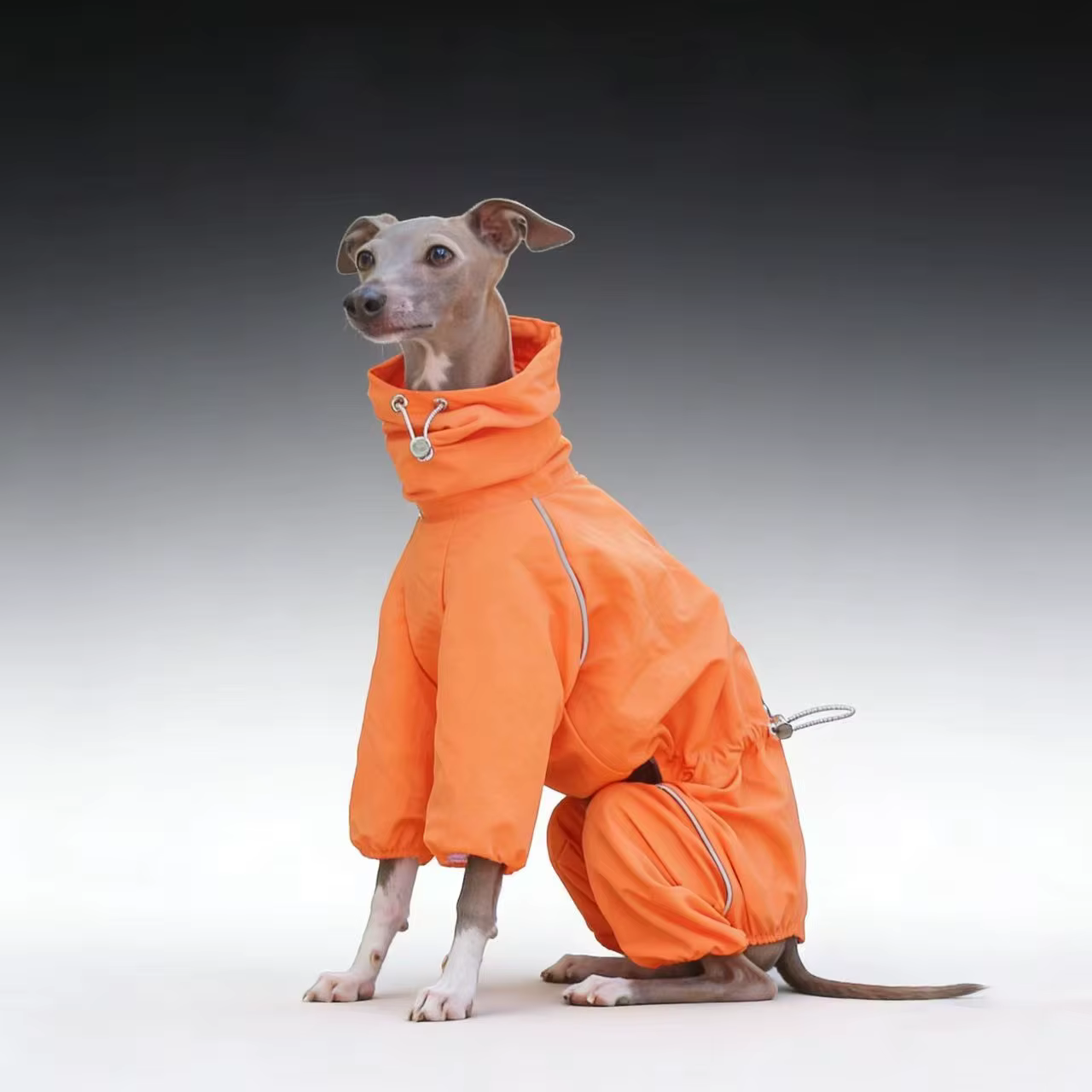 Cortavientos impermeable para Galgo Español y Whippet – Chaqueta ajustable - imagen 3
