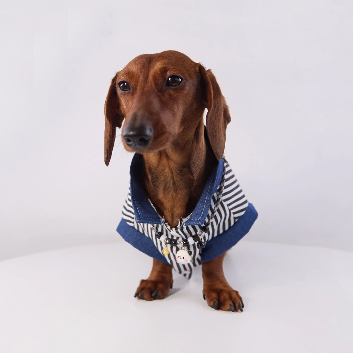 Ropa para dachshund – Camiseta primavera y chaleco de verano - imagen 4