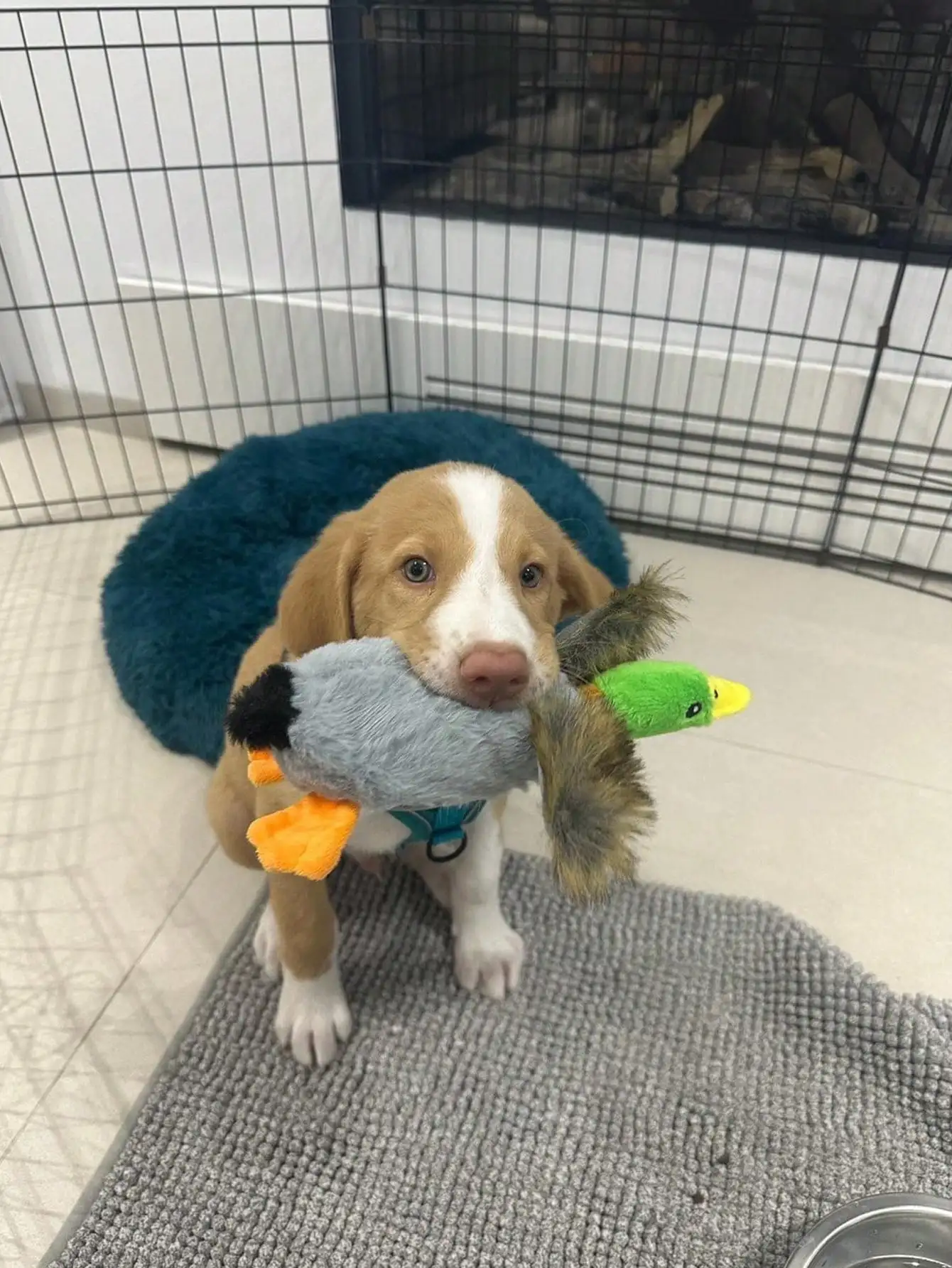 Juguete pato chirriante para perros y gatos – masticable y dental - imagen 3