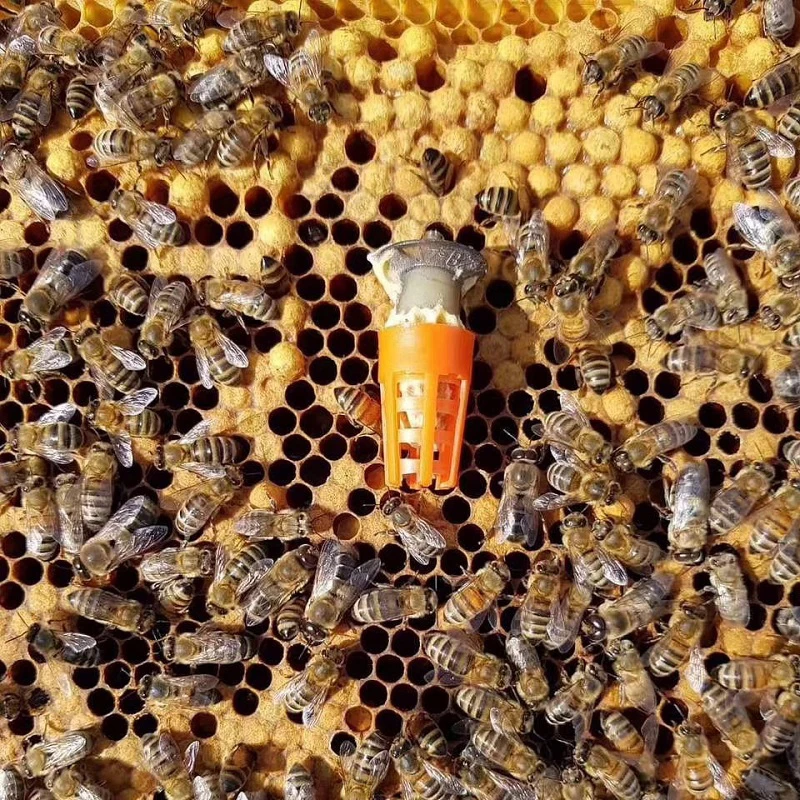 50 Uds. Cubierta protectora de plástico para abejas, jaulas protectoras para celdas, jaulas para abejas y reina, equipos de apicultura, suministros para apicultura - imagen 5