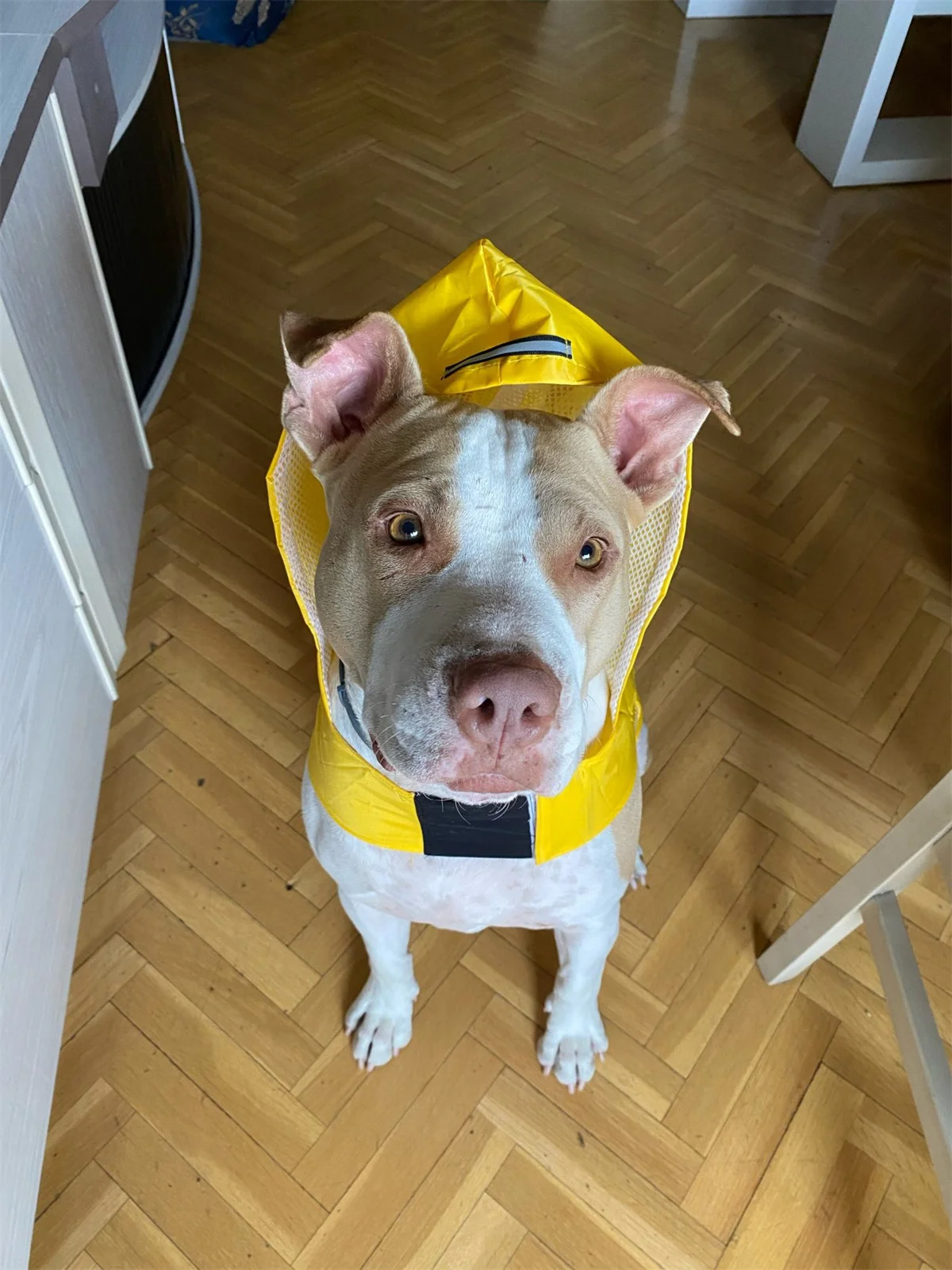 Chubasquero para perros impermeable ajuste lateral