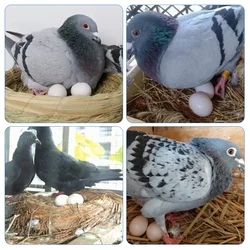 Huevos postizos para palomas de carreras – Simulación de cría