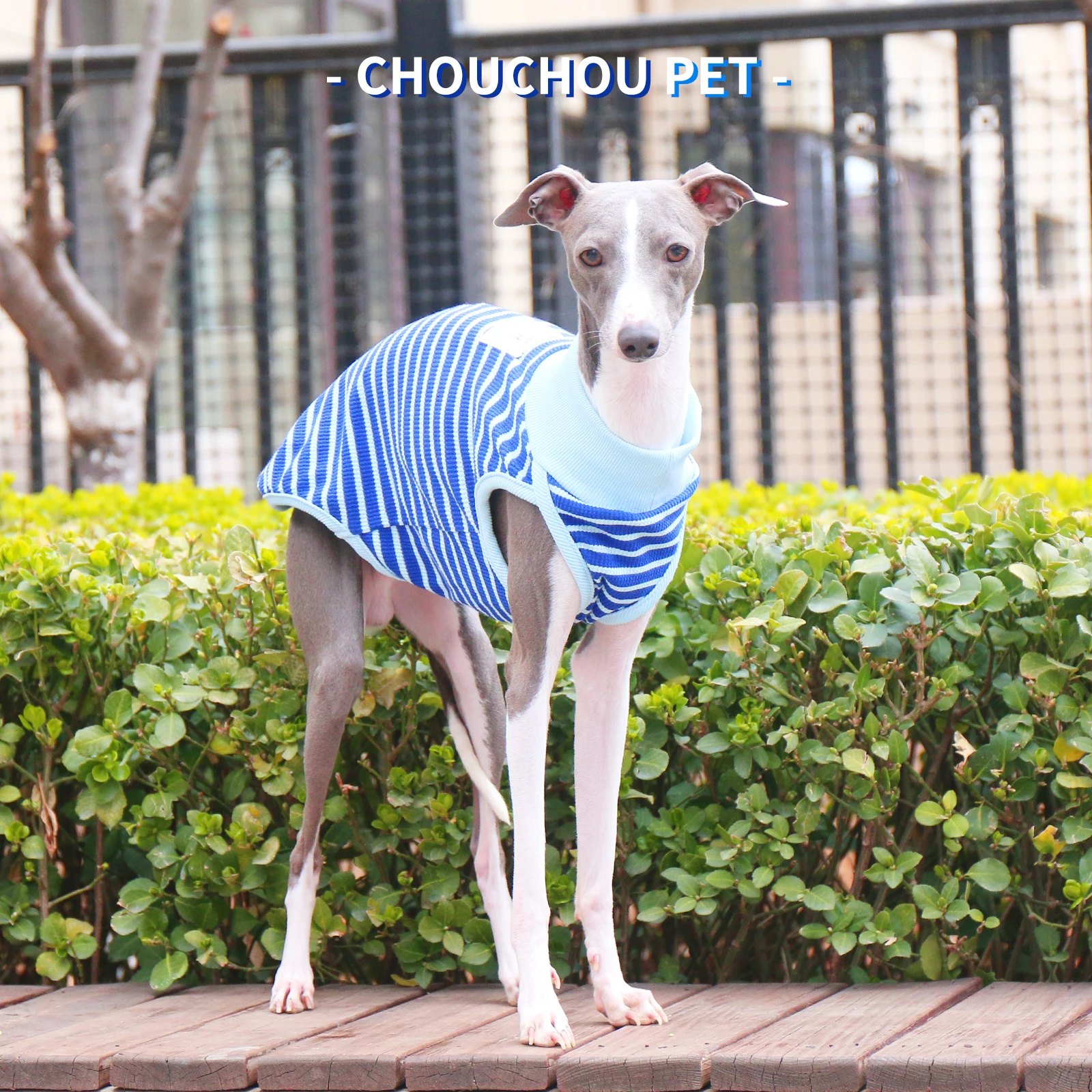 Galgo italiano - Camiseta sin mangas a rayas verde azulado Whippet Sighthound Chaleco de verano para perros