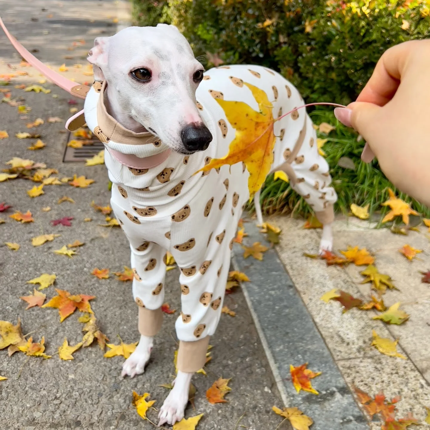 Camiseta de dibujos animados de verano para galgo italiano Mono de 4 patas de algodón caqui transpirable para perros Abrigo suave para whippet en primavera - imagen 3