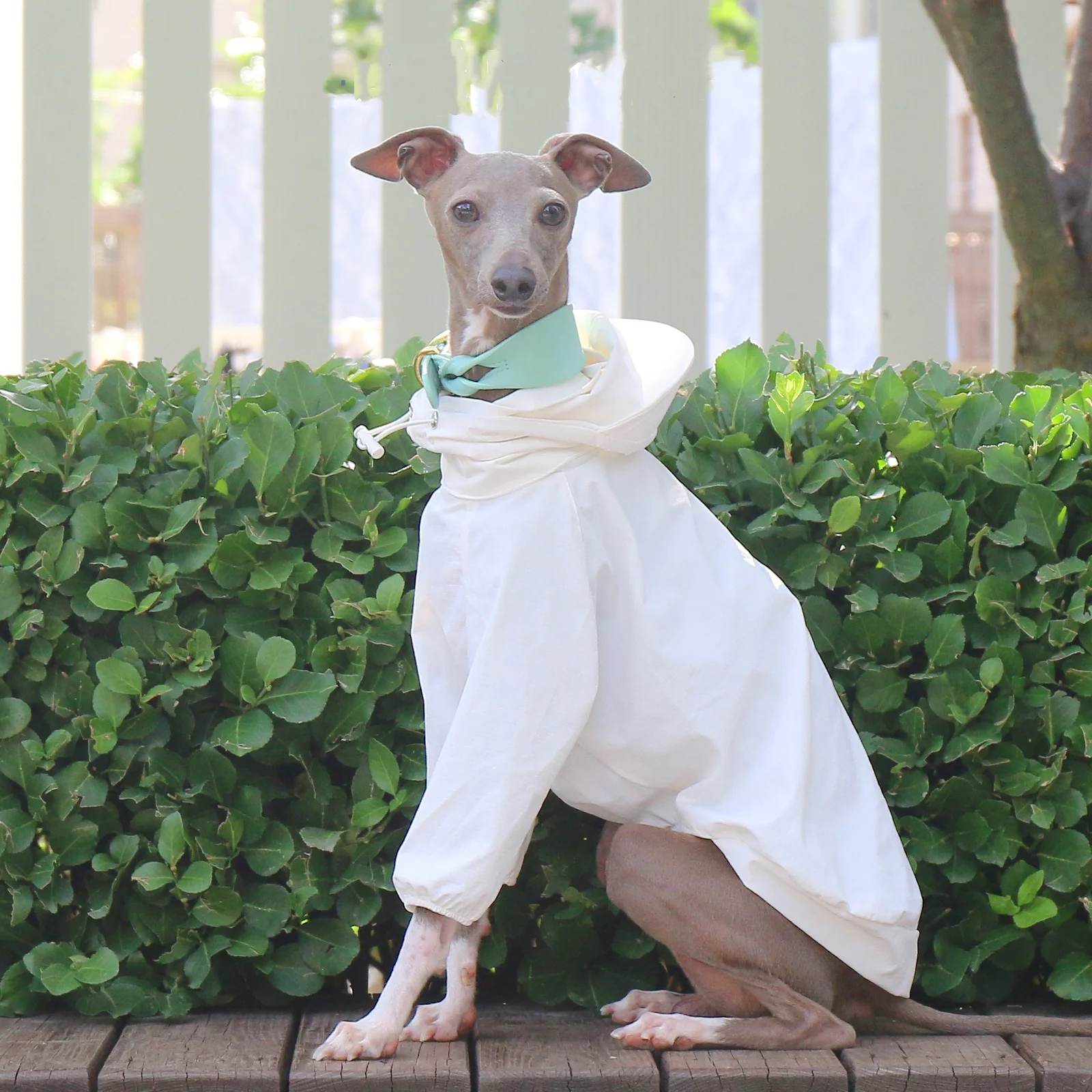 Ropa para perros para exteriores, impermeable con capucha de protección solar gris de verano para galgo italiano, abrigo elástico rosa para Whippet en pring - imagen 4