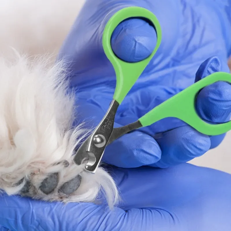 Cortauñas para perros, cortaúñas de acero inoxidable para perros, herramienta de limpieza de patas, cuidado de mascotas, tijeras para uñas de cabeza pequeña, suministros para mascotas - imagen 4
