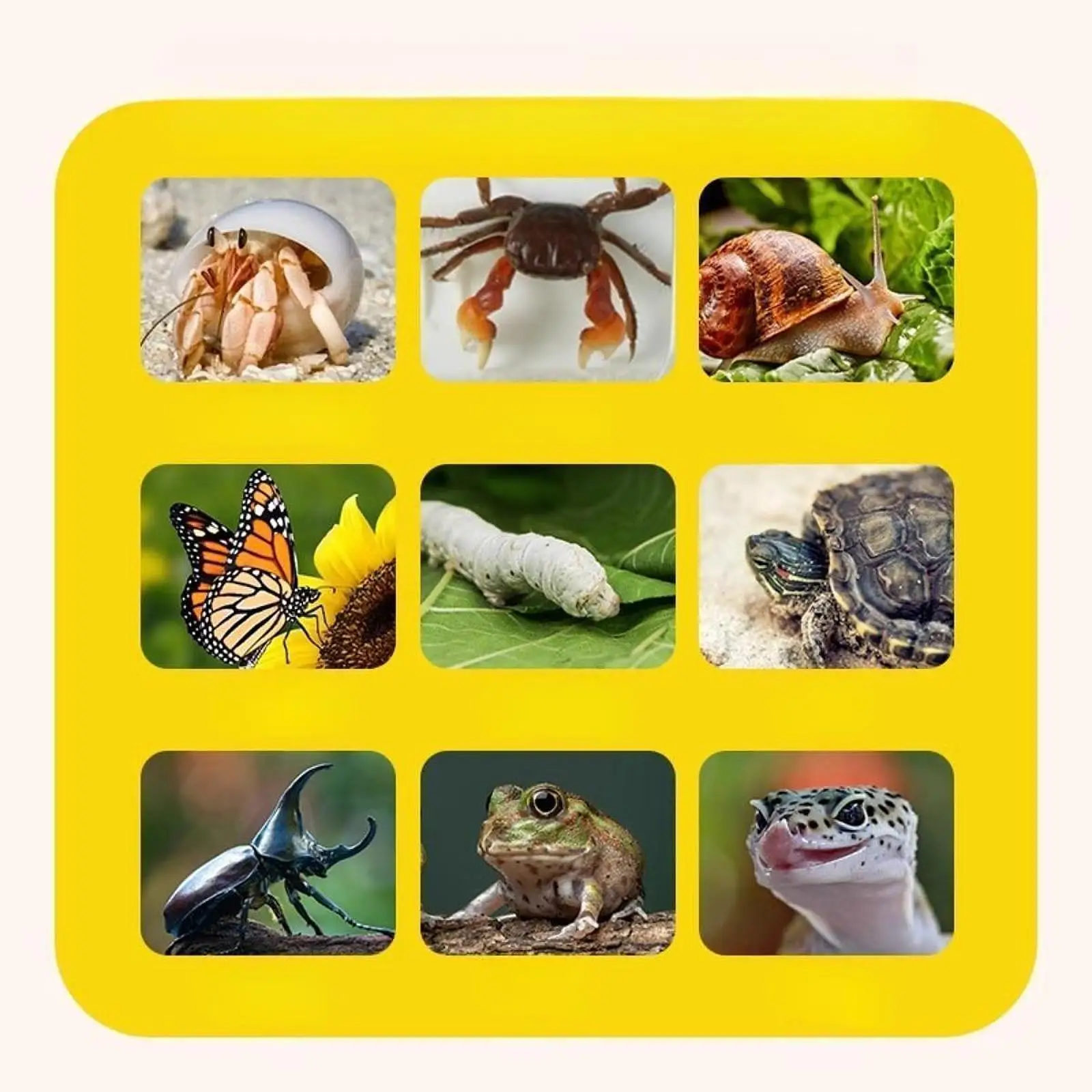 Turtle Tank Aquarium Pets Accessory with Lid Tortoises Case Reptile Carrier Box for Beetles Hermit Crabs Silkworms Crabs Snail