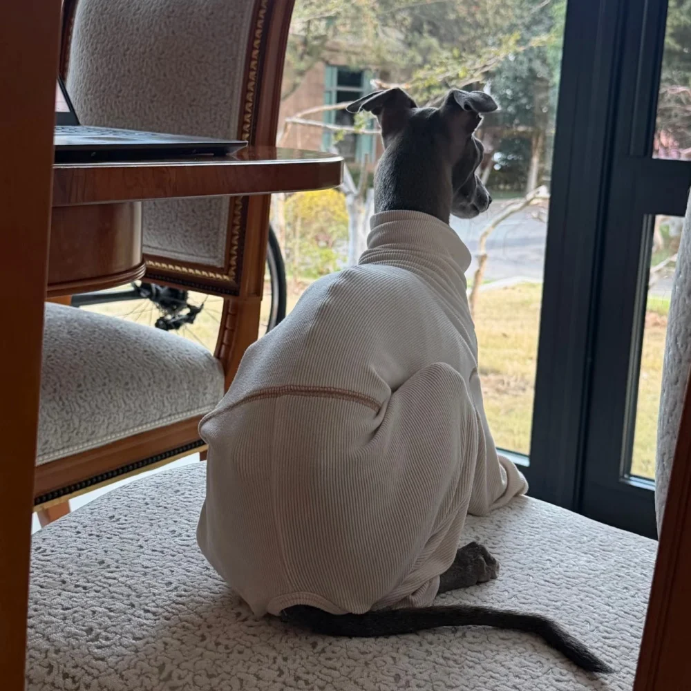 Mono suave beige para Galgo Italiano y Whippet – Ropa de primavera - imagen 2