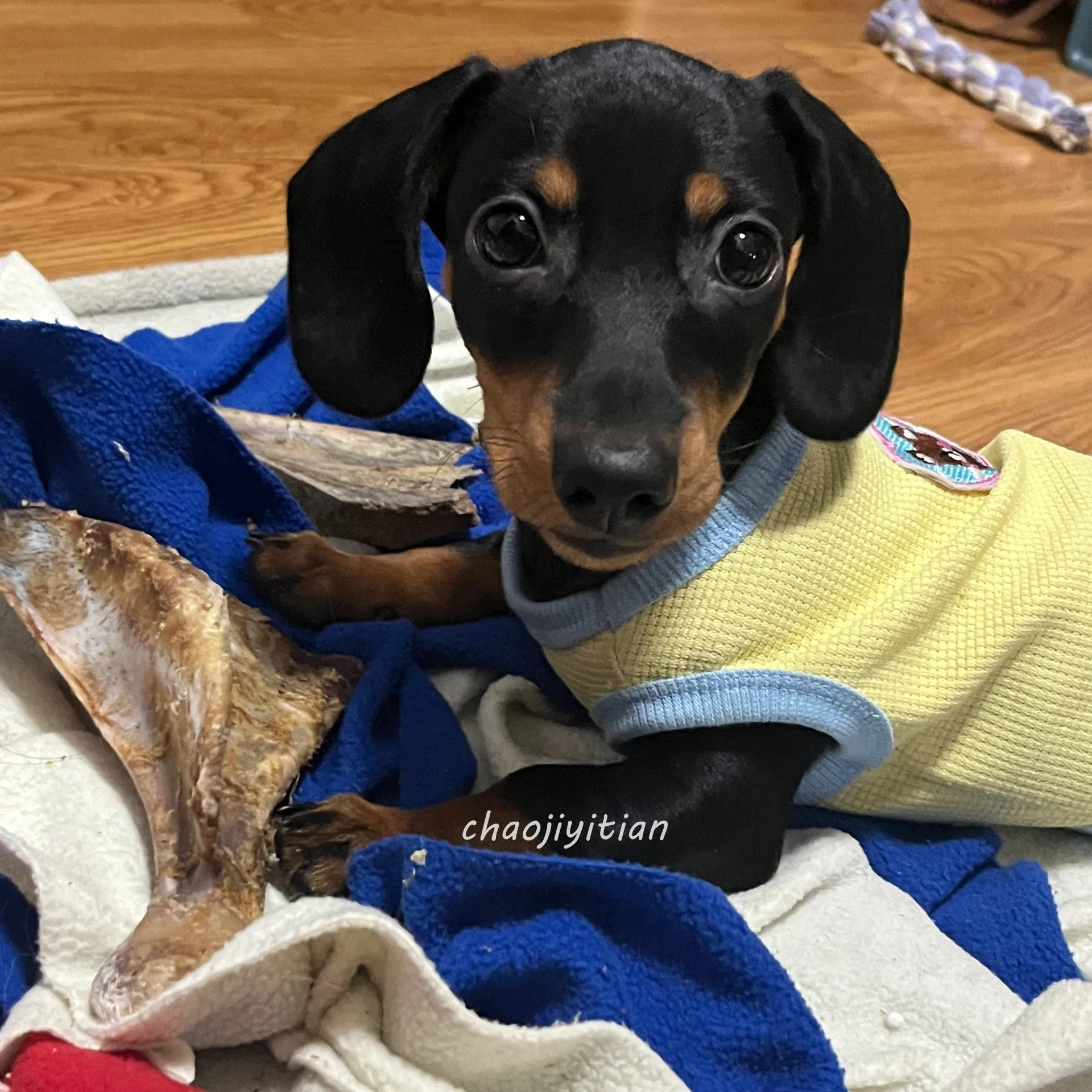 Ropa de verano para perros pequeños, perro salchicha, Bulldog Francés, ropa de primavera para mascotas, chaleco para perros, suéter de Pug, mono para perros pequeños multimedia - imagen 3