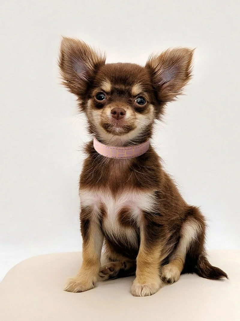 Collar de cuero suave para mascotas con hebilla de metal, Collar de perro impermeable de lujo, Collar ajustable para caminar al aire libre, Collar para cachorros, Collar negro y rosa - imagen 5