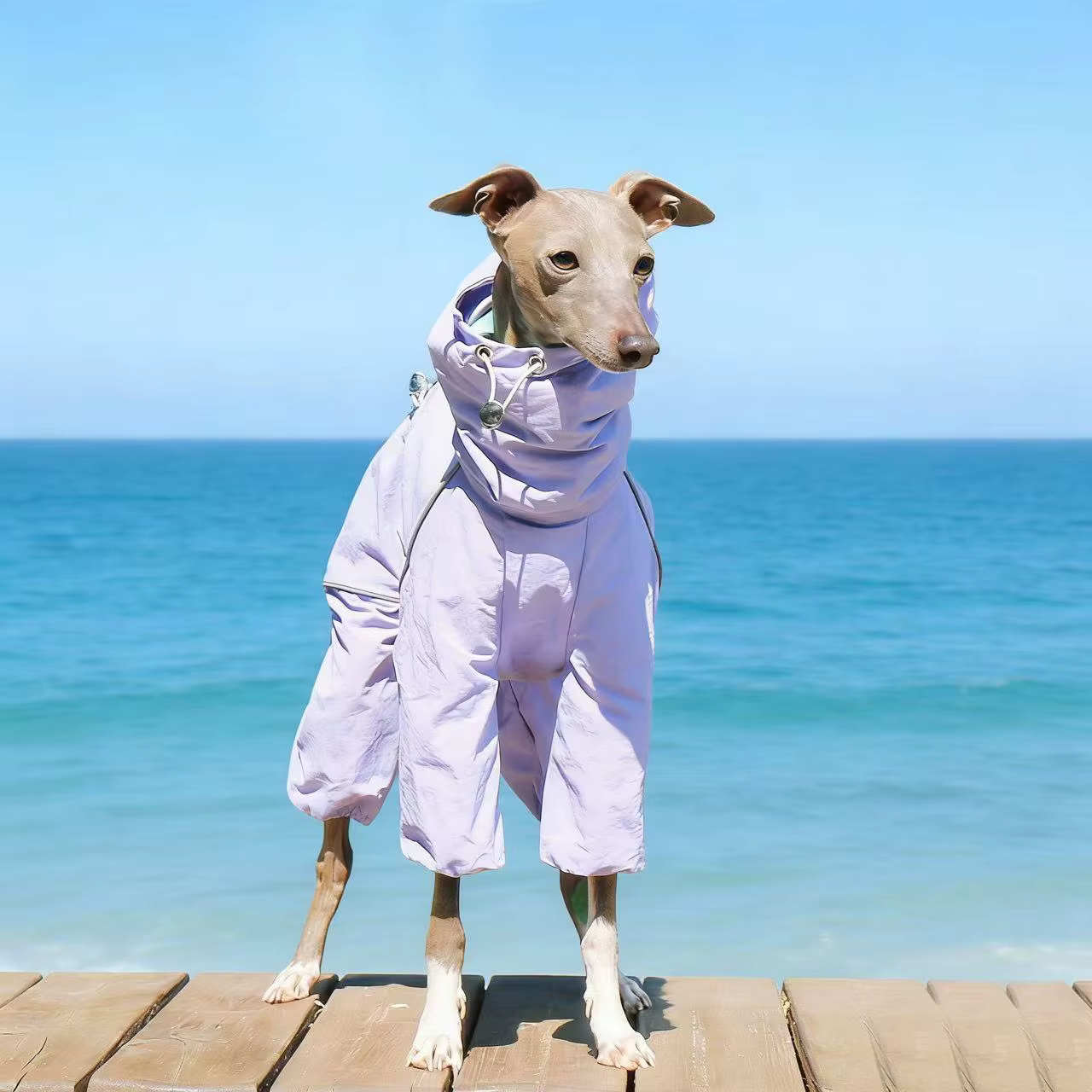 Cortavientos impermeable para Galgo Español y Whippet – Chaqueta ajustable