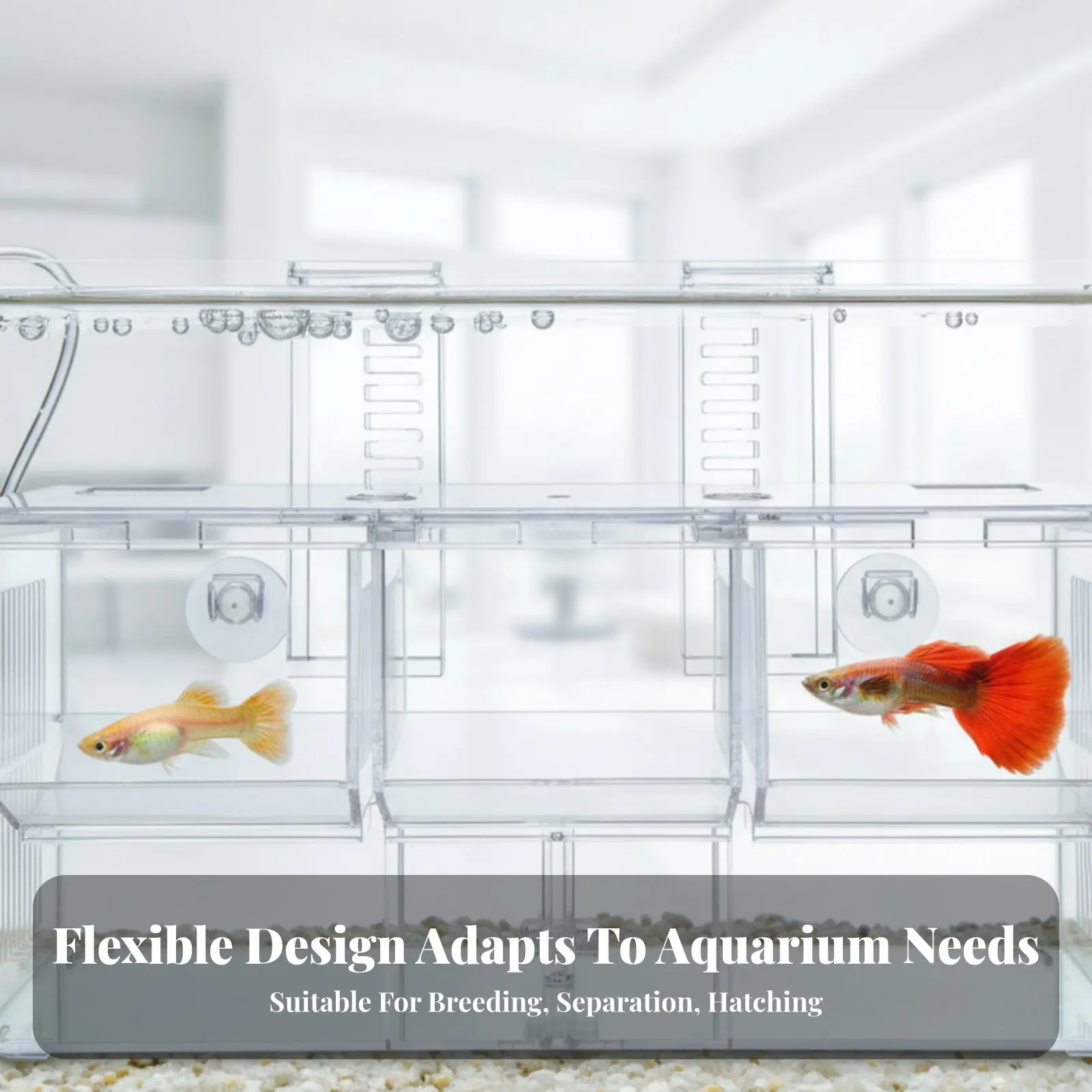 Hábitat para cría de guppys con compartimentos removibles