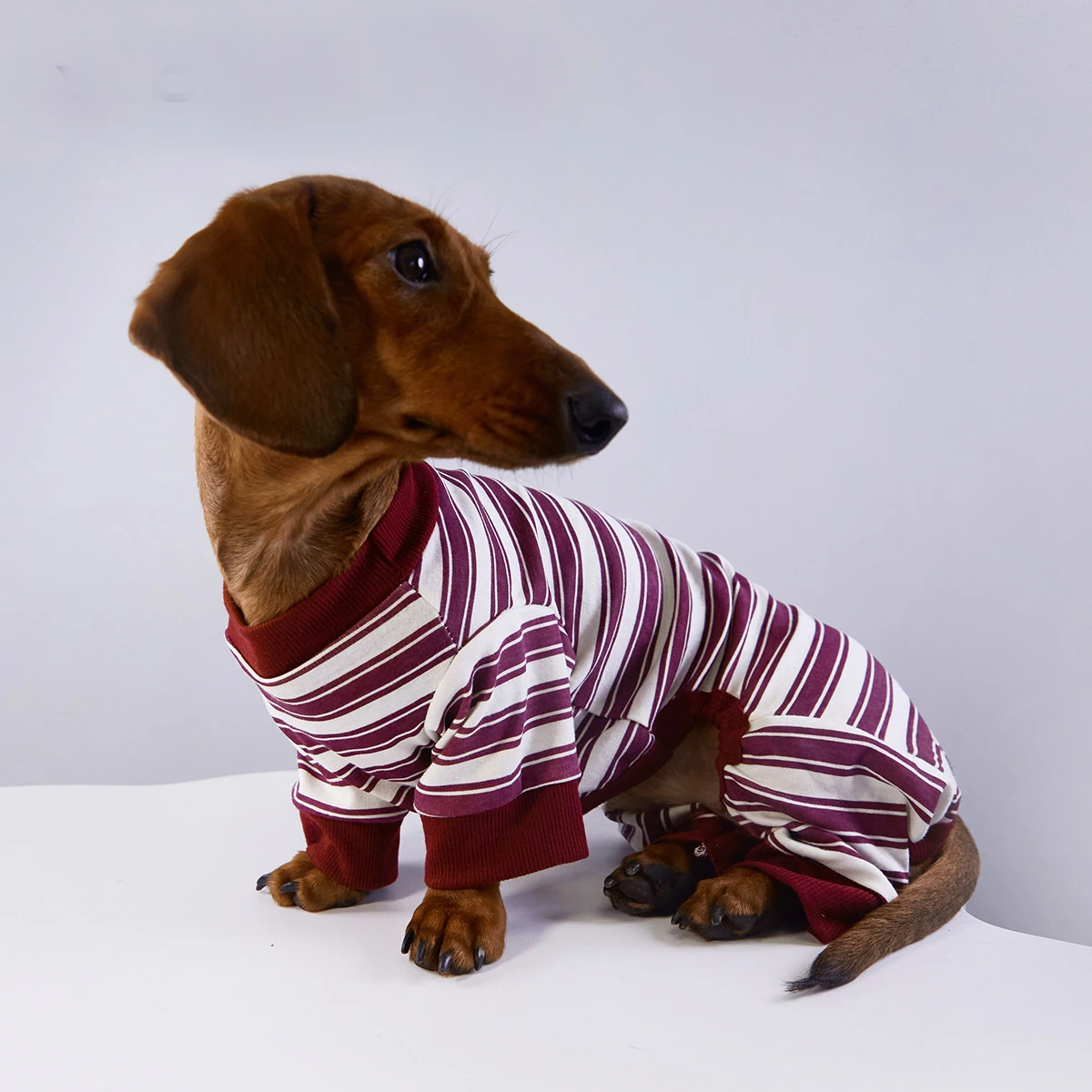 Sudadera a rayas para perro Dachshund – ropa primavera y otoño