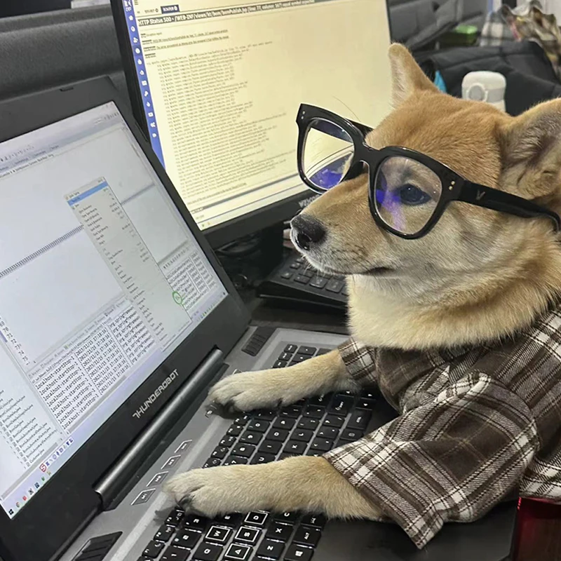 Razas Shiba Inu y Corgi mostrando ajuste perfecto