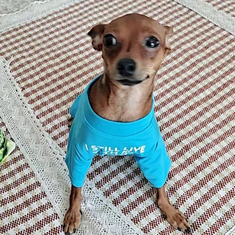 Camiseta con estampado bonito para perros pequeños, ropa para mascotas, camisetas Schnauzer Pug, sudadera, disfraz para mascotas, primavera y otoño - imagen 3