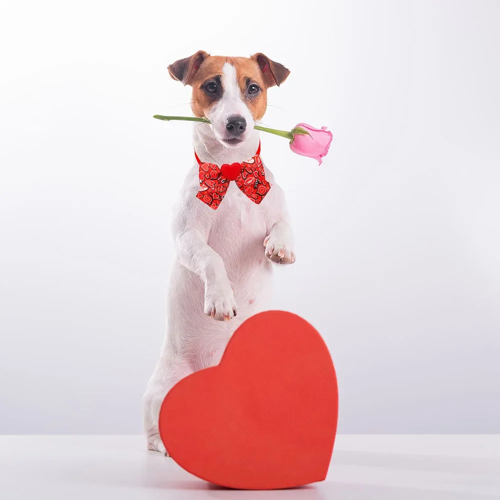 50/100 Uds. Pajaritas para perros pequeños y gatos, corbatas a la moda para el Día de San Valentín, pajaritas para mascotas, productos para el cuidado de perros y cachorros