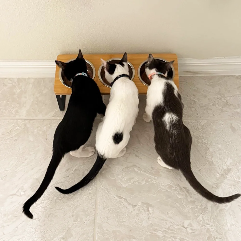 15 °   inclinación con 3 cuencos de acero inoxidable, cuenco para gatos, antivómitos, soporte, cuenco de comida elevado, apto para gatos y cachorros