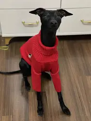 Suéter blanco cuello alto para whippet – Abrigo invierno perro