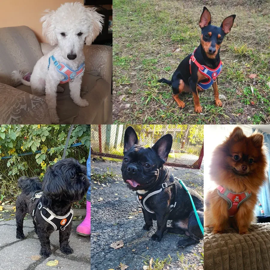 Arnés para perros y mascotas, arnés reflectante transpirable para perros, arnés ajustable para perros, gatitos, cachorros, accesorios para mascotas para perros pequeños - imagen 5