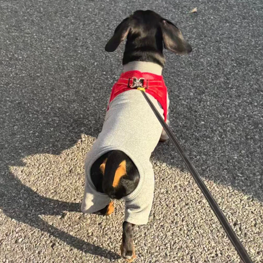 Ropa reflectante para perro salchicha (Dachshund) - sudadera gris - imagen 2