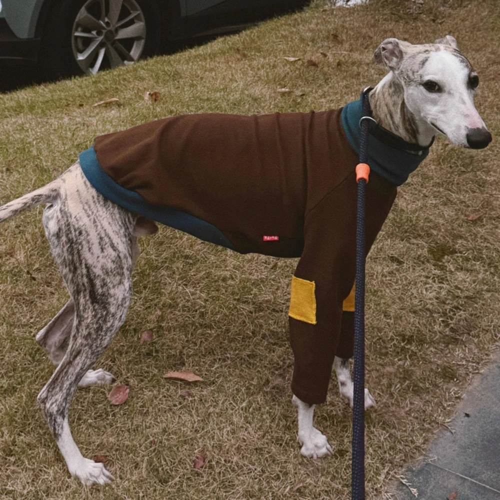 Jersey elástico de algodón para galgo italiano – Primavera - imagen 4