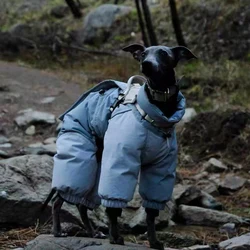 Abrigo de plumón para galgo italiano y Whippet – Blanco, antiviento