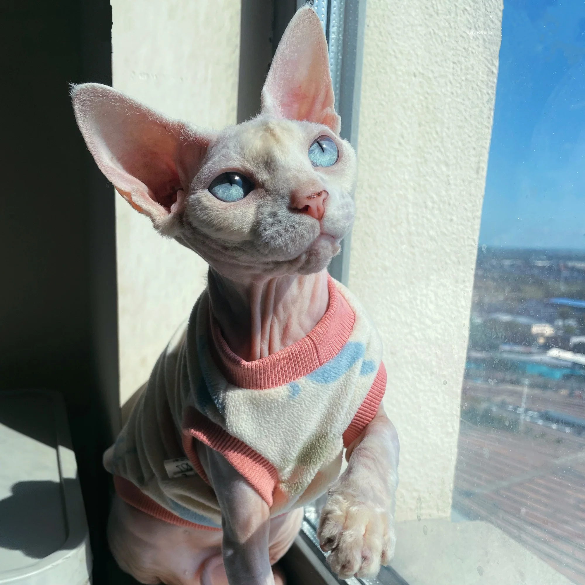 Suéter de dinosaurio de felpa suave para gatos Sphynx en otoño, abrigo de osito de dibujos animados de manga corta para Devon Rex, sudadera de invierno para mascotas, pijamas cálidos para gatitos en clima frío - imagen 4