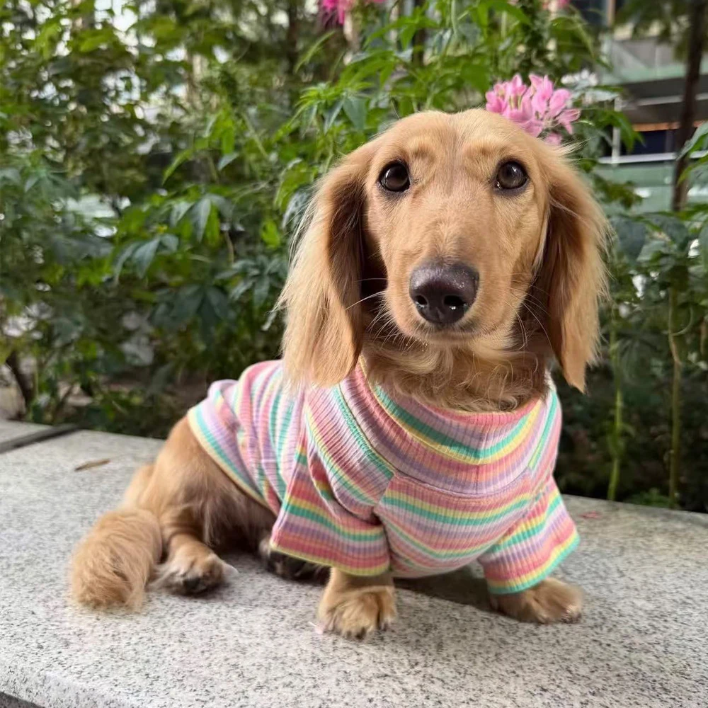 Camiseta manga larga rayas perro salchicha mini – Primavera Verano - imagen 2