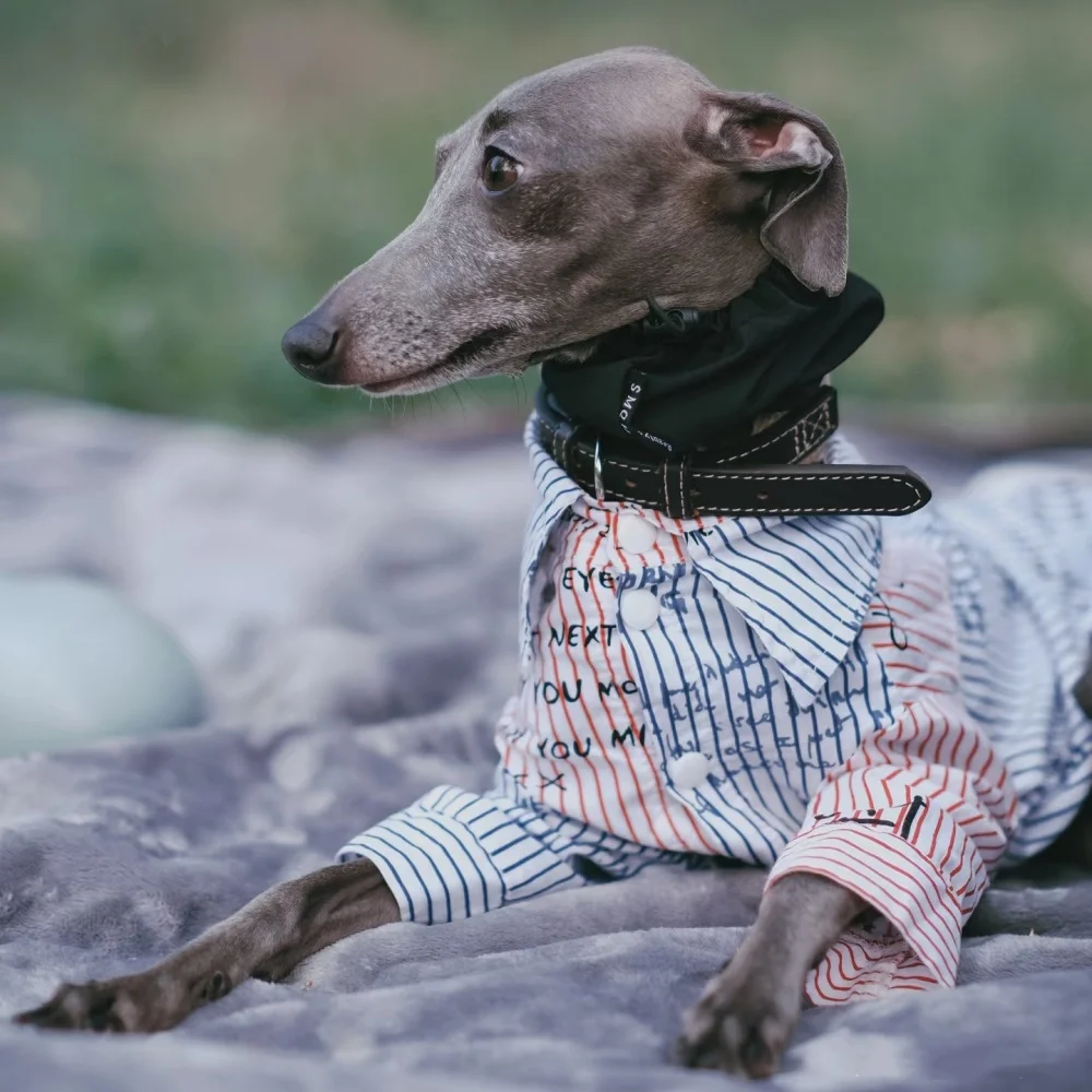 Elegante camisa de caballero con botones de rayas de algodón para Little Greyhound Loungewear Primavera Otoño Whippet Monograma Abrigo Negro - imagen 4