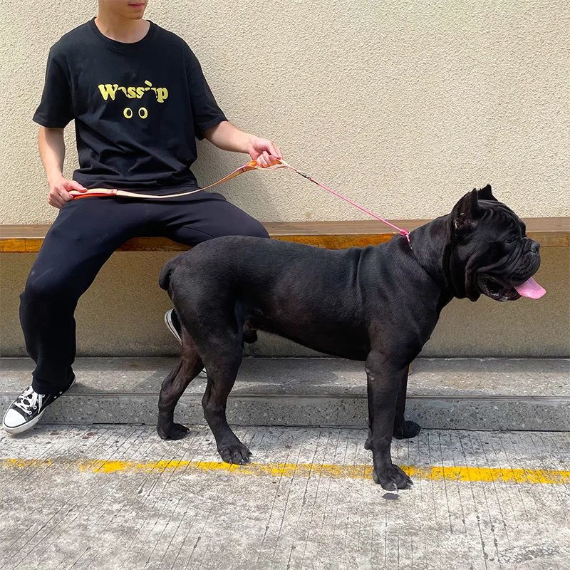 Correa P ultraligera antidesprendimiento para perros, correa de entrenamiento para mascotas antienredos con mango acolchado, correa ajustable para mascotas de doble asa - imagen 3