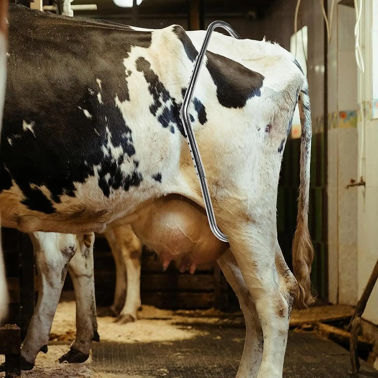 Anti Kick Off Device Tool Sturdy Easy to Use Accessories for Sheep Milking